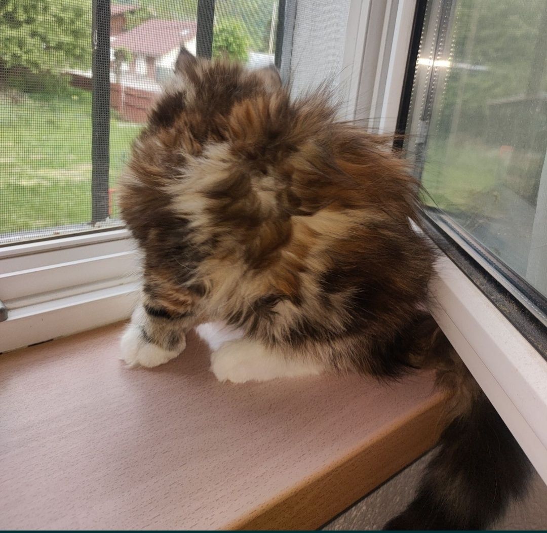Fetița Maine Coon
