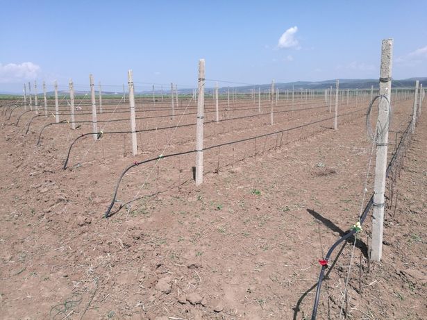 Infiintare plantatie mecanizat, plantatie  gps , infiintare livada