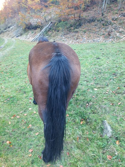 Iapa garantata 19 ani