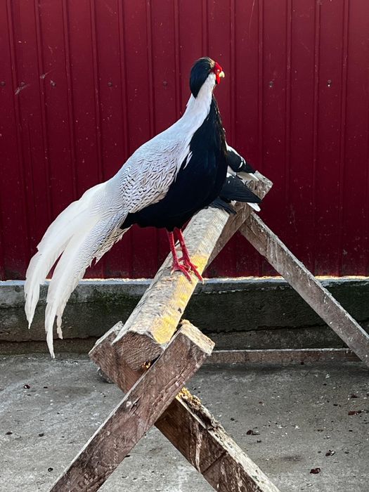 Vand porumbei diferite rase