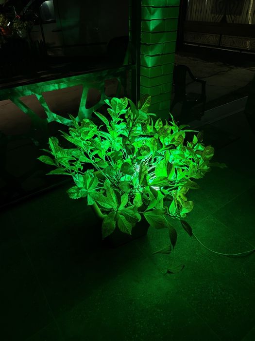 Proiector RGB IP66 ,10W,