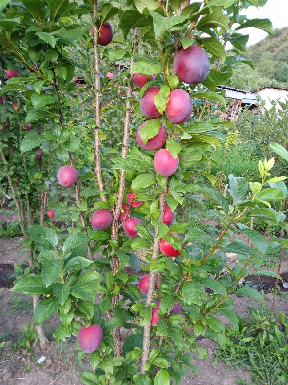 Колоновидные саженцы яблони, груши, сливы, абрикоса Алматы