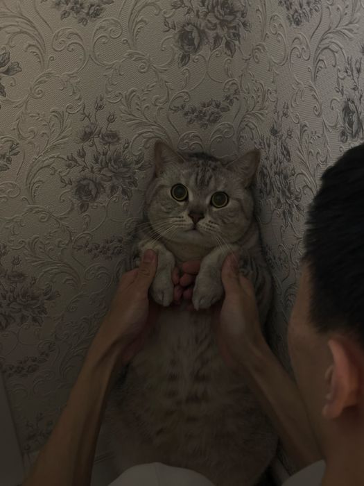 Отдам кота в добрые руки