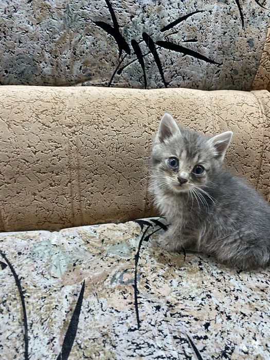 Отдам котят 2,5месяцев бесплатно с доставкой ,мальчик и девочка