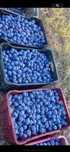 Prune de vanzare