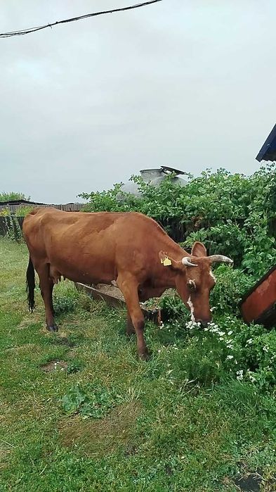 Продам дойную корову. С отличной жирностью молока.