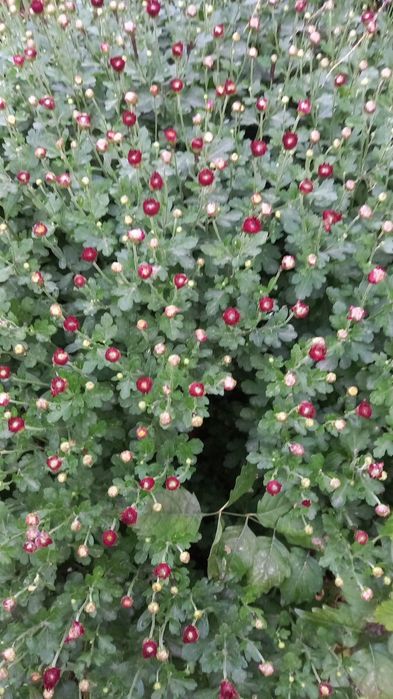 Дом сад и огород цветы