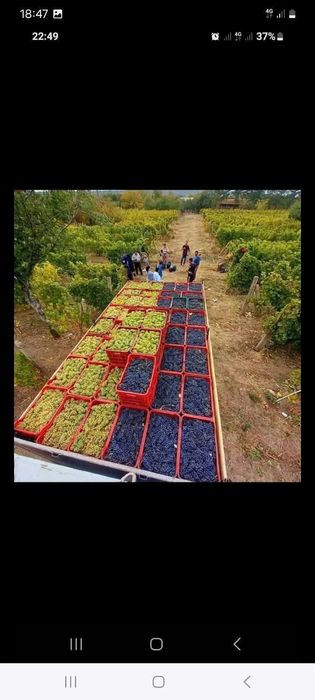 Vand Struguri  de Vin