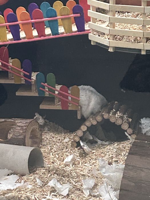 Cusca hamster 80/40