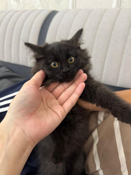 Отдам котенка в добрые руки