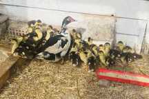 Pui de rață mută + rața mamă,30 bucăți