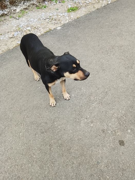 O cățelușa sterilizata își caută o familie. E salvată de pe strada.