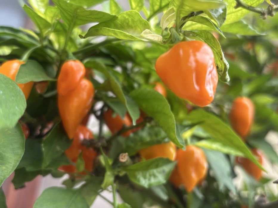 Ardei iute Habanero Orange, proaspat