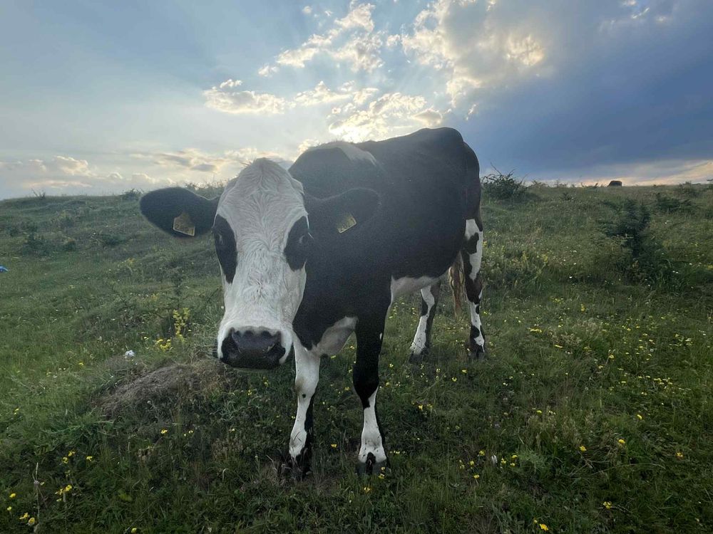 Vand juninca prasita din taur de angus