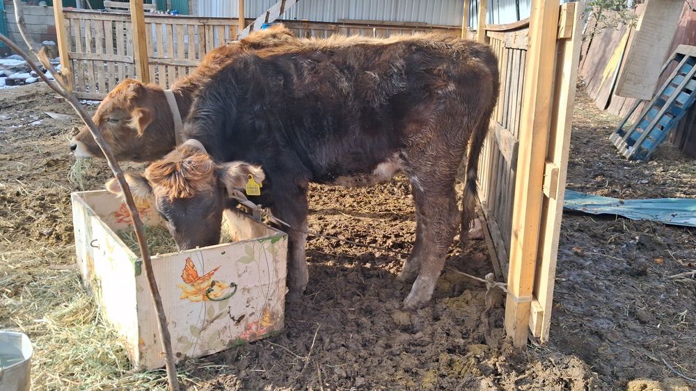 1 жасар кунажын .