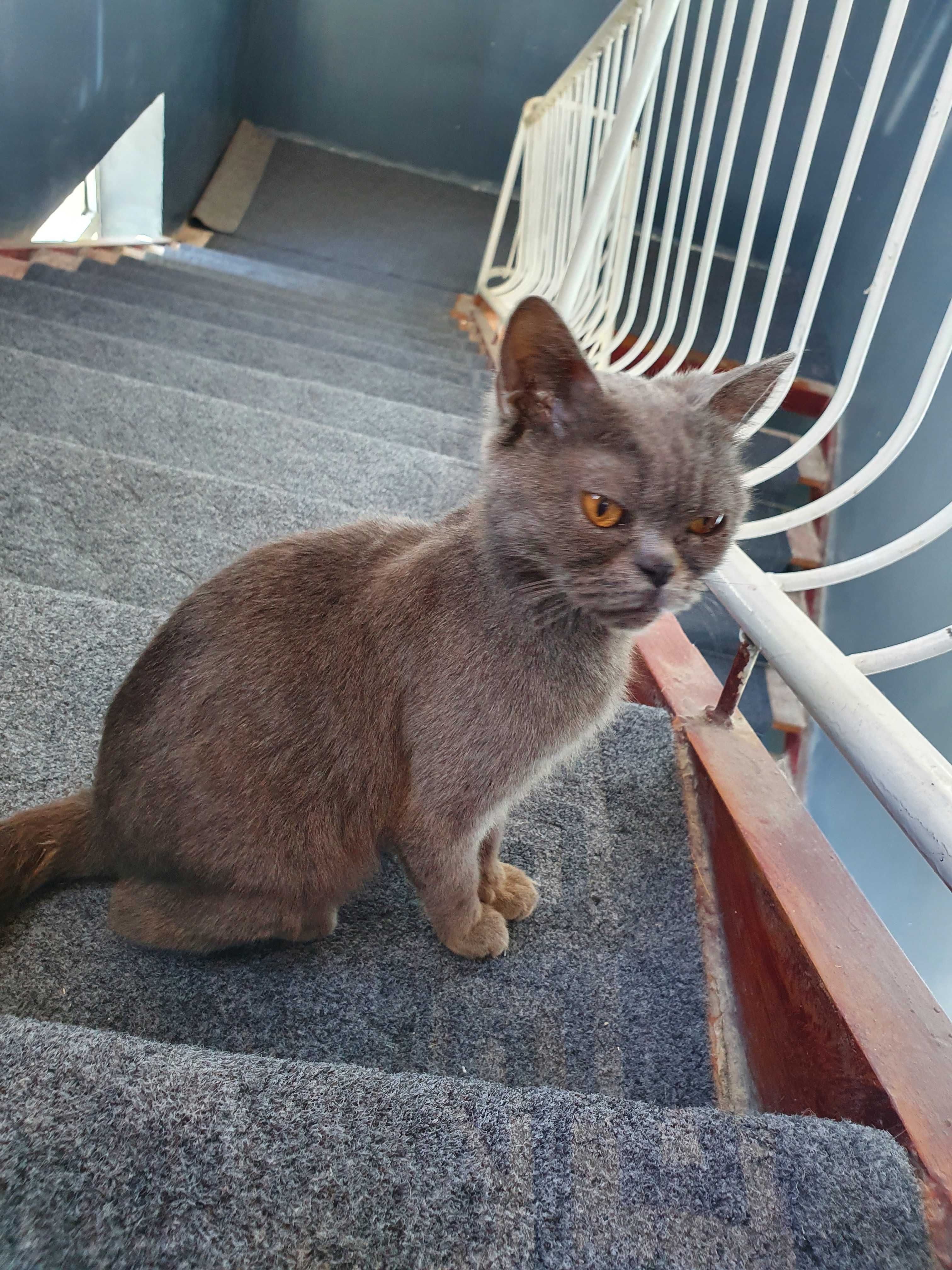 British shorthair qiz mushuk sotiladi.Toza paroda haqiqiy klassik rang
