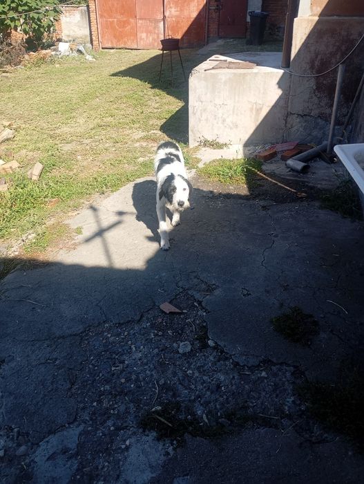 Donez câine ciobănesc