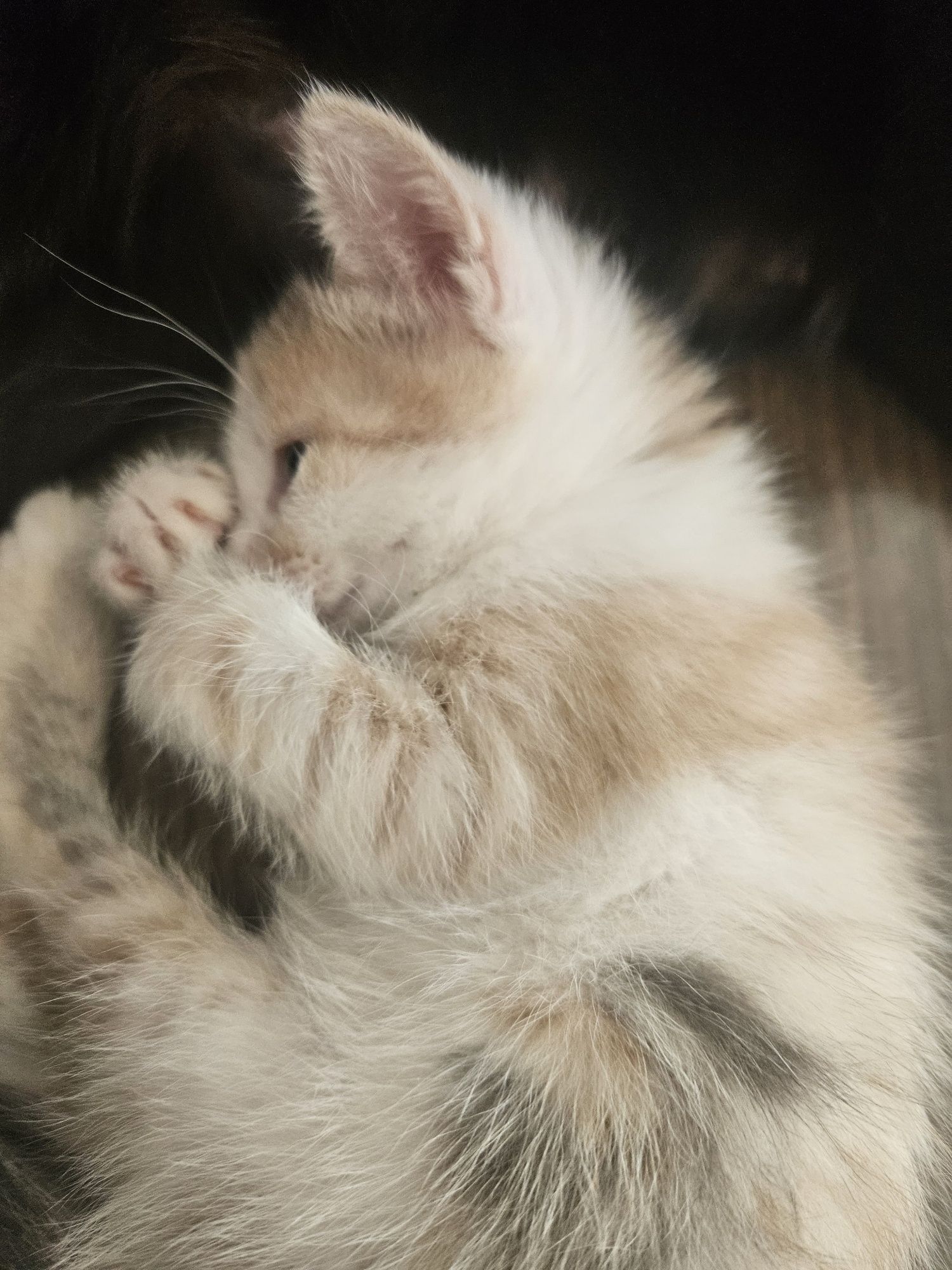 Отдам котят  в добрые руки
