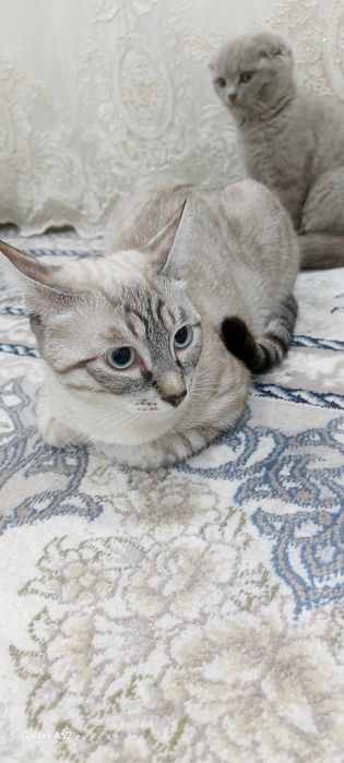 Продается кошка, не стерилизованна.