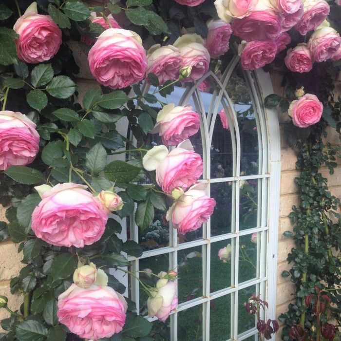 Trandafir Urcator " Provence Toscana