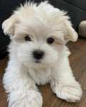 Bichon maltez mini toy
