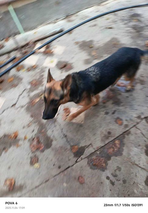 Немис овчаркаси, 1,5 ёш, ургочи,