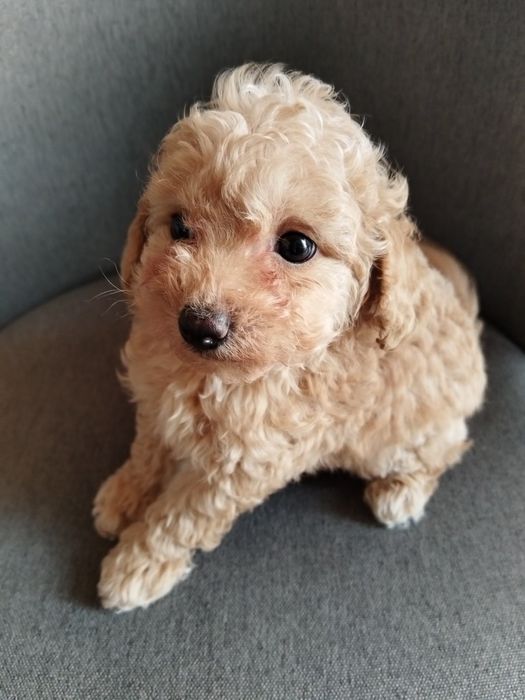 Toy/Mini poodle Той/Мини пудел