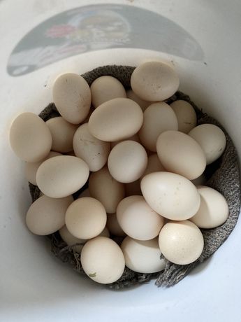 Ouă din păsări Chabo Bobat de Vânzare !!!