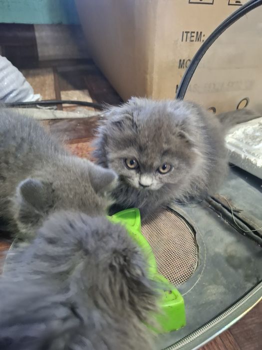 Zotdor mushuklar sotiladi