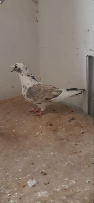 Продается голубка…