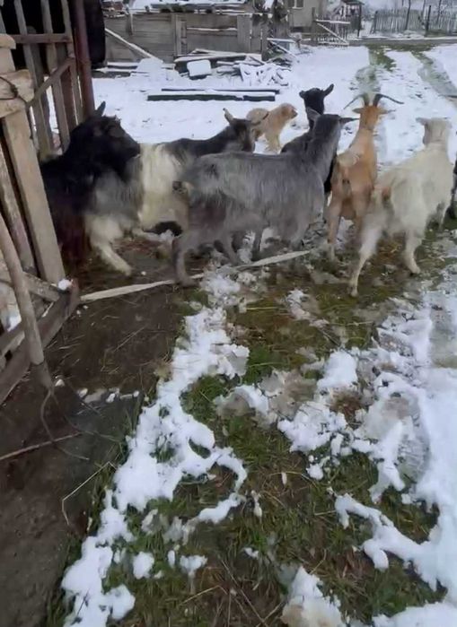 Vand 10 capre de lapte și 2 iede
