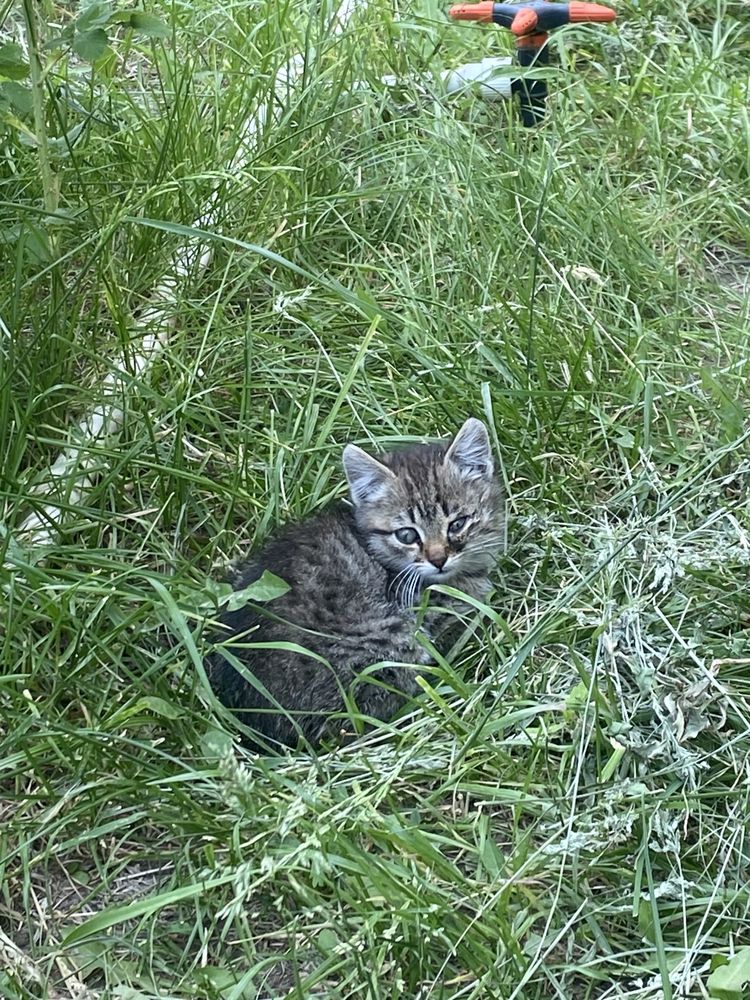 Котята отдам девочки 1-2 мес
