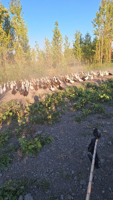 Урдак сирошни сотилади олайдиганларга арзон оптим нархларда
