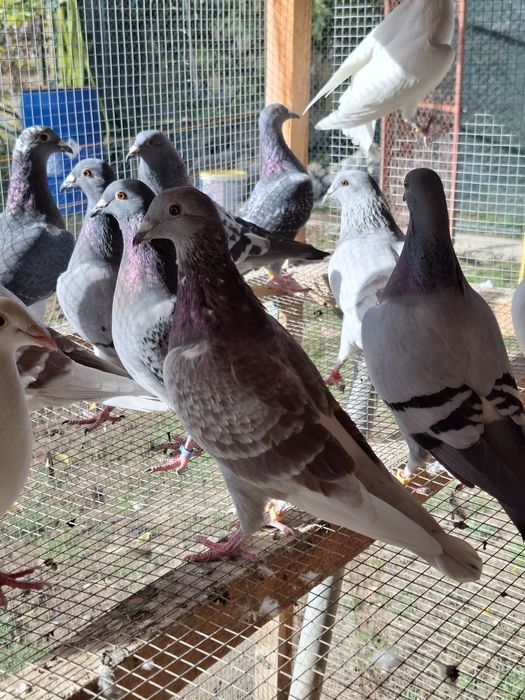 Voiajori pui 2025 si maturi