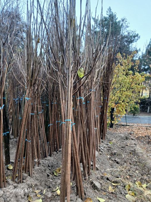 Har xil turdagi  gullar va archalar sotiladi