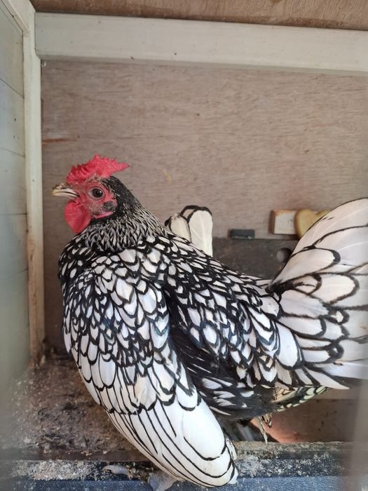 Cocoș Sebright argintiu din Polonia