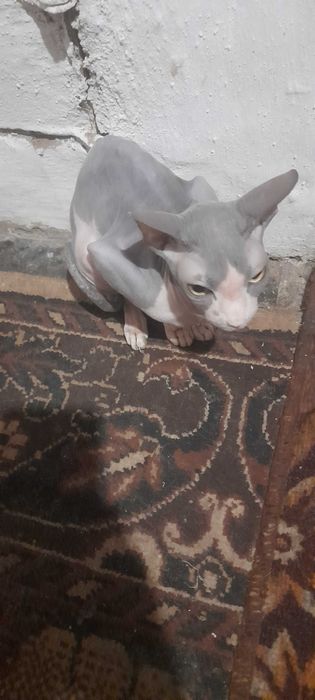 Продам кошку породистый