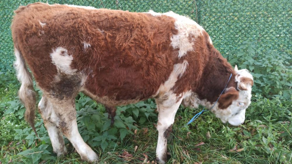 Vând tăuraș bun de montat vaci