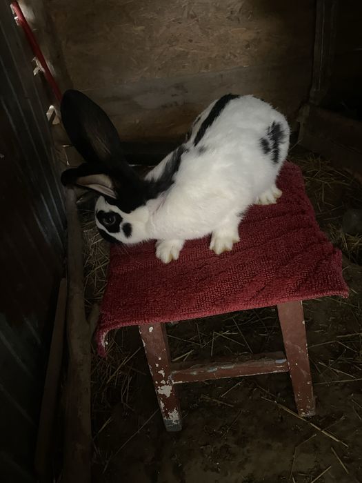 Pui fluture in varsta de 6 luni