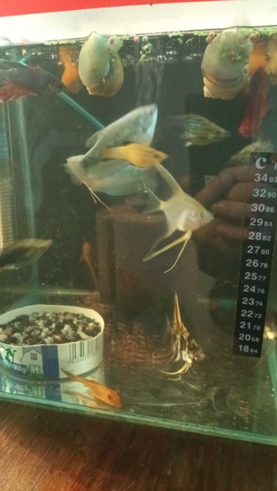 Vând acvariu de 80 l cu pestii