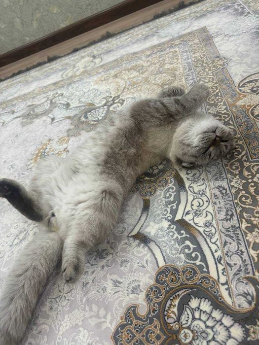 Продается кот полтора года скоттиш фолд