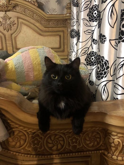 Отдам кота
