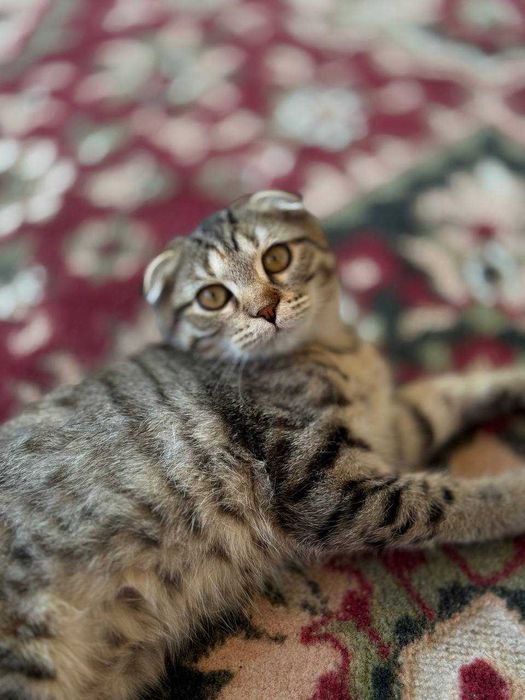 Домашний котята...для хороших рук договорная