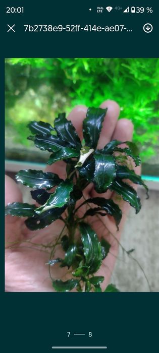 Plante de ornament acvariu bucephalandra