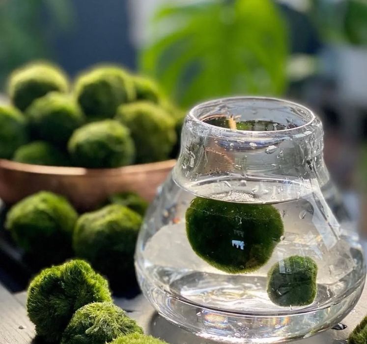 Вълшебно бурканче с Маримо - водораслото на желанията.