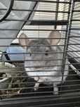 chinchila blue dimond