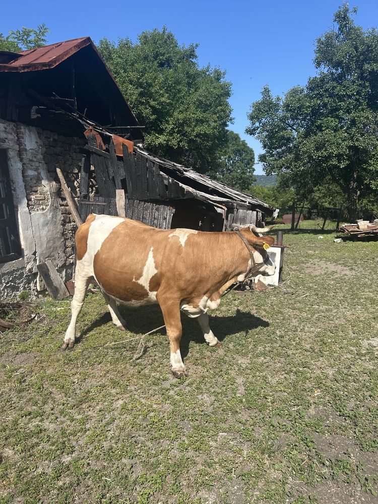 Vaci de vanzare Valcea