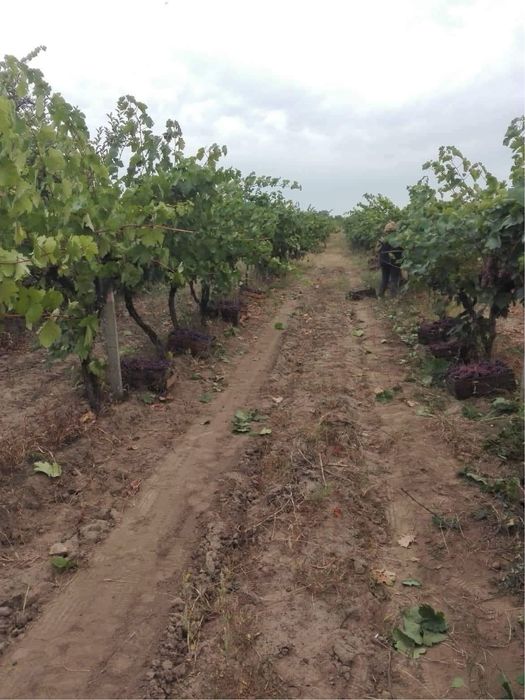 Продавам  грозде  собствено  производство
