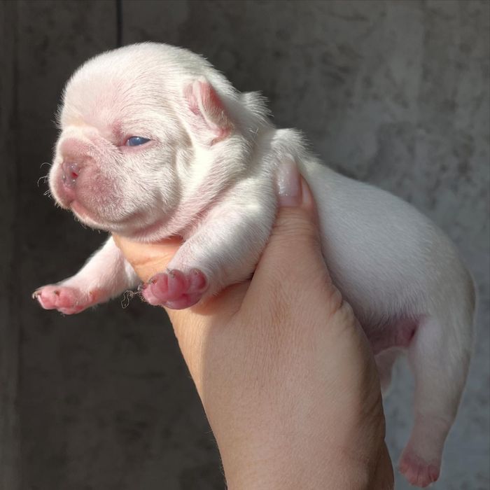 Французские бульдоги цветные