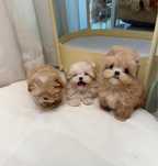Maltipoo Mini Toy